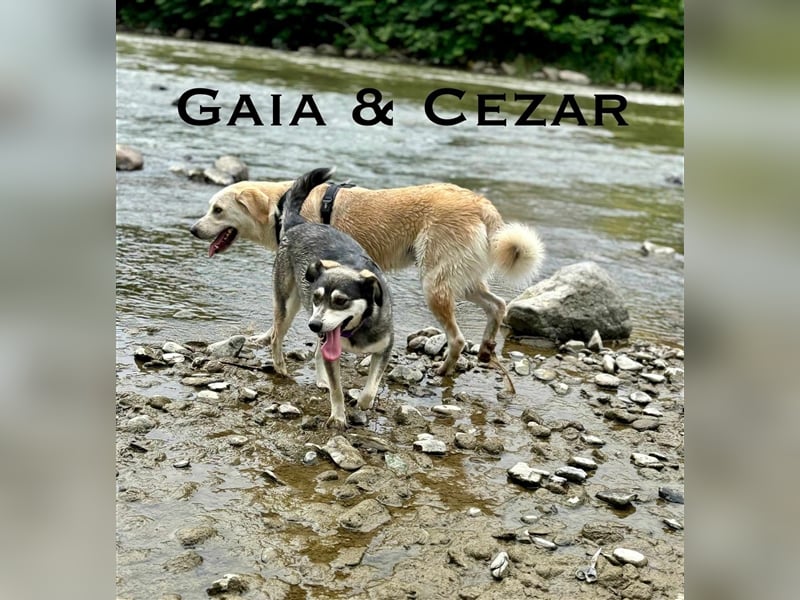 Cezar - großer Kuschelbär!