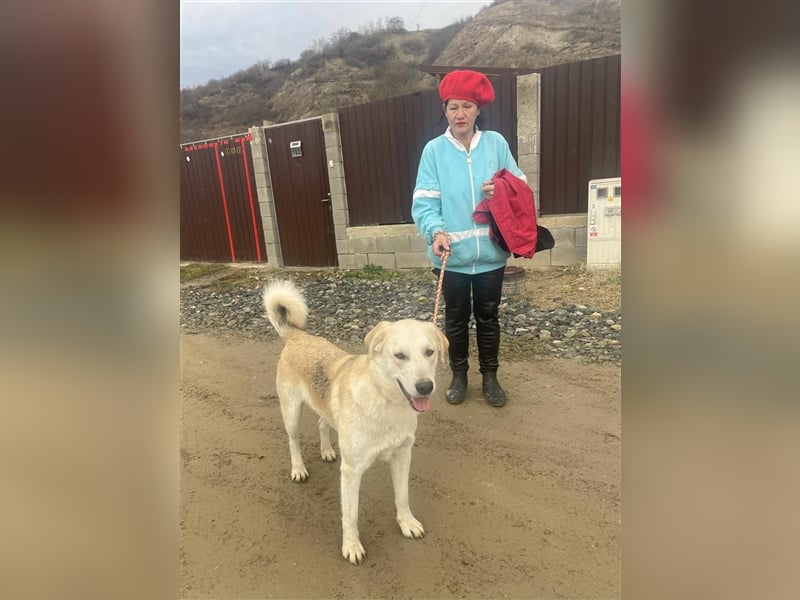 Cezar - großer Kuschelbär!