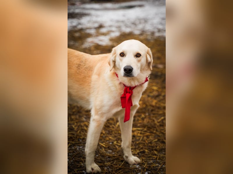 Cezar - großer Kuschelbär!
