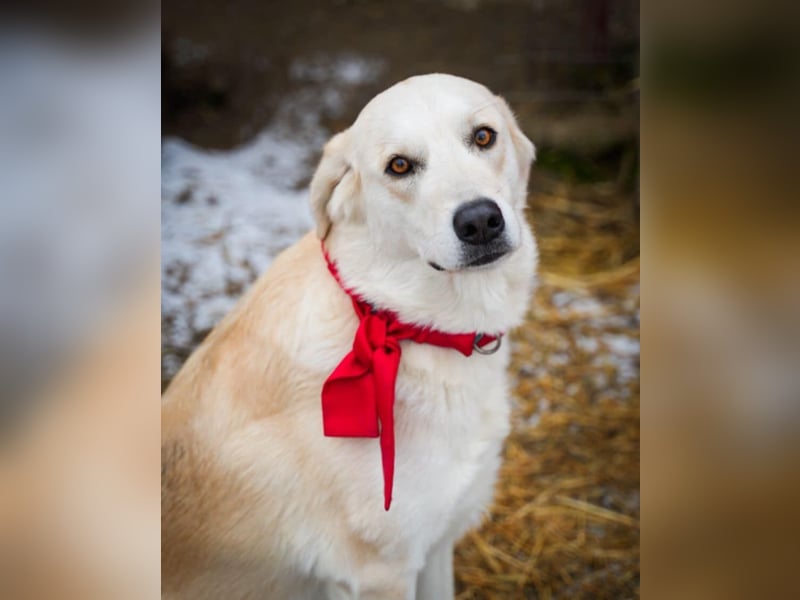 Cezar - großer Kuschelbär!