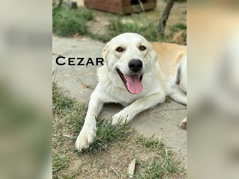 Cezar - großer Kuschelbär!