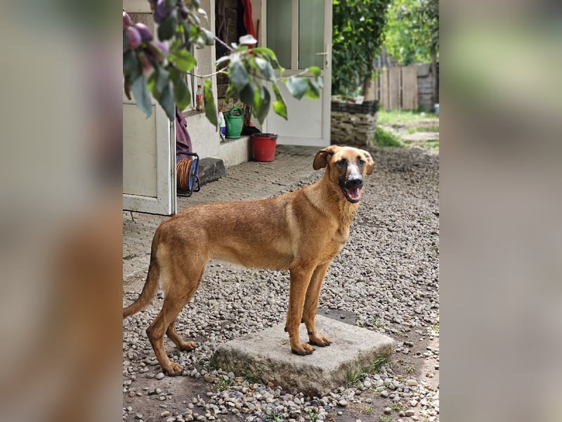 Dido sucht ihr Für-Immer-Zuhause