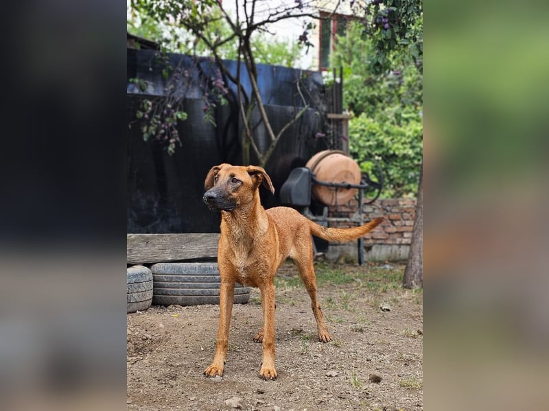 Dido sucht ihr Für-Immer-Zuhause