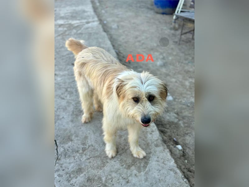 Ada sucht Ihre Familie