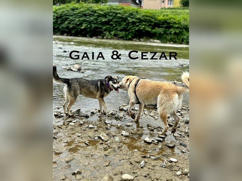 Cezar - großer Kuschelbär!