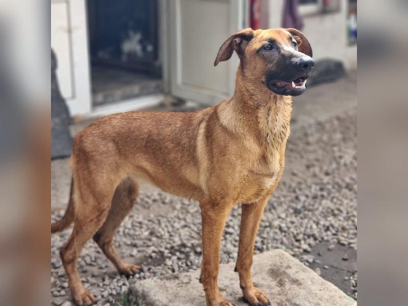 Dido sucht ihr Für-Immer-Zuhause