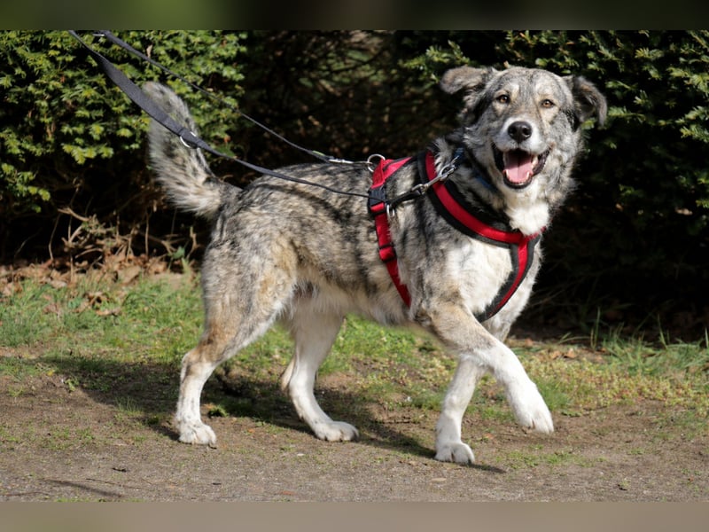 Luna 58 cm geb. 01/2025 wartet in 31535 Neustadt auf liebe Menschen