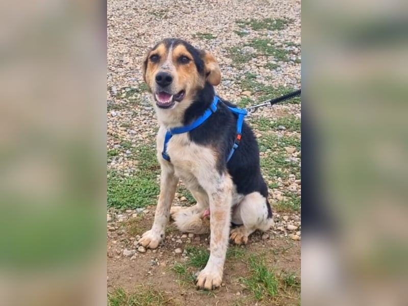 Henner 52 cm geb. 09/2022 wünscht sich eine eigene Familie