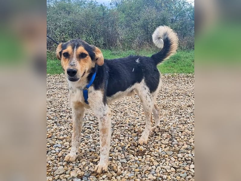 Henner 52 cm geb. 09/2022 wünscht sich eine eigene Familie