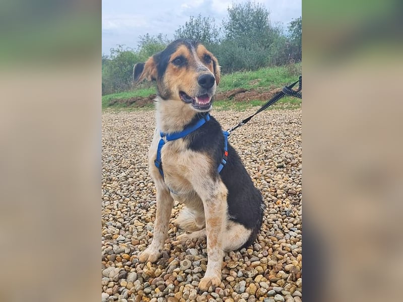 Henner 52 cm geb. 09/2022 wünscht sich eine eigene Familie