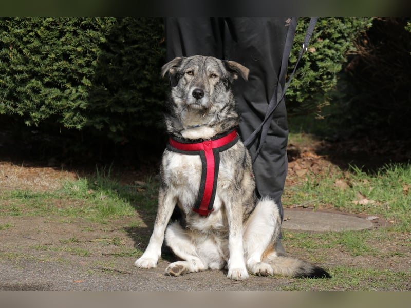Luna 58 cm geb. 01/2025 wartet in 31535 Neustadt auf liebe Menschen