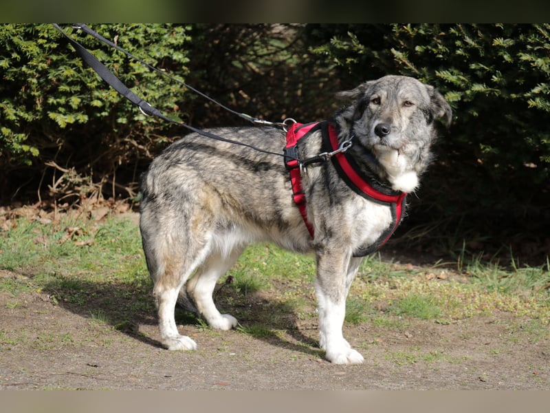 Luna 58 cm geb. 01/2025 wartet in 31535 Neustadt auf liebe Menschen