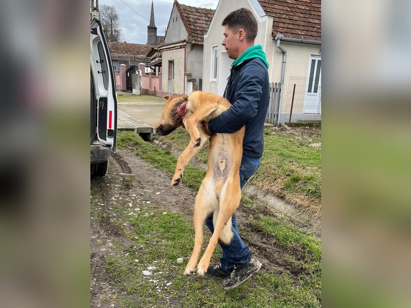 Max 58cm geb. 01/2022 sucht verständnisvolle Menschen