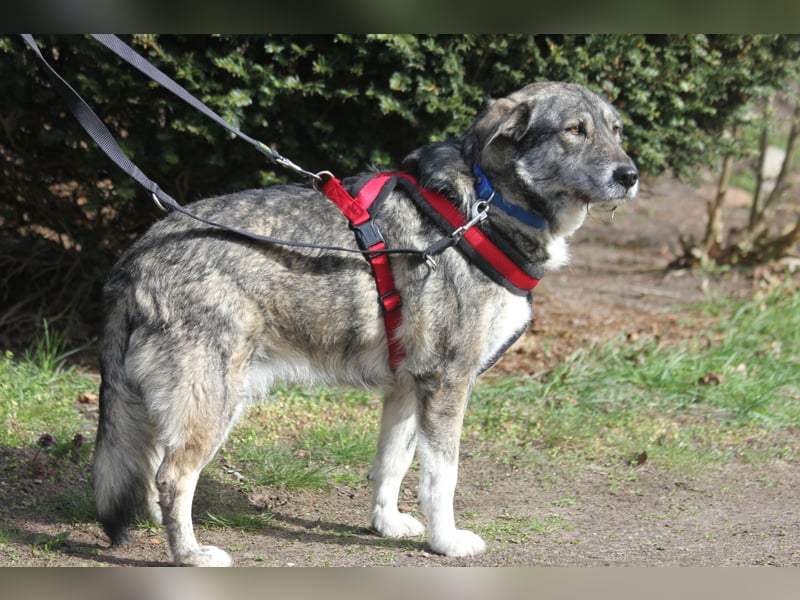 Luna 58 cm geb. 01/2025 wartet in 31535 Neustadt auf liebe Menschen