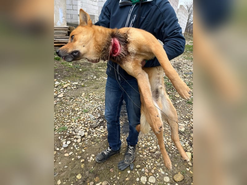 Max 58cm geb. 01/2022 sucht verständnisvolle Menschen