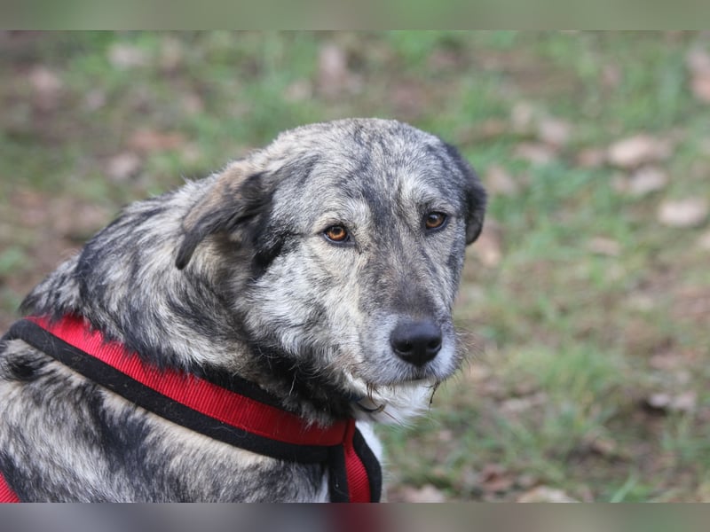 Luna 58 cm geb. 01/2025 wartet in 31535 Neustadt auf liebe Menschen