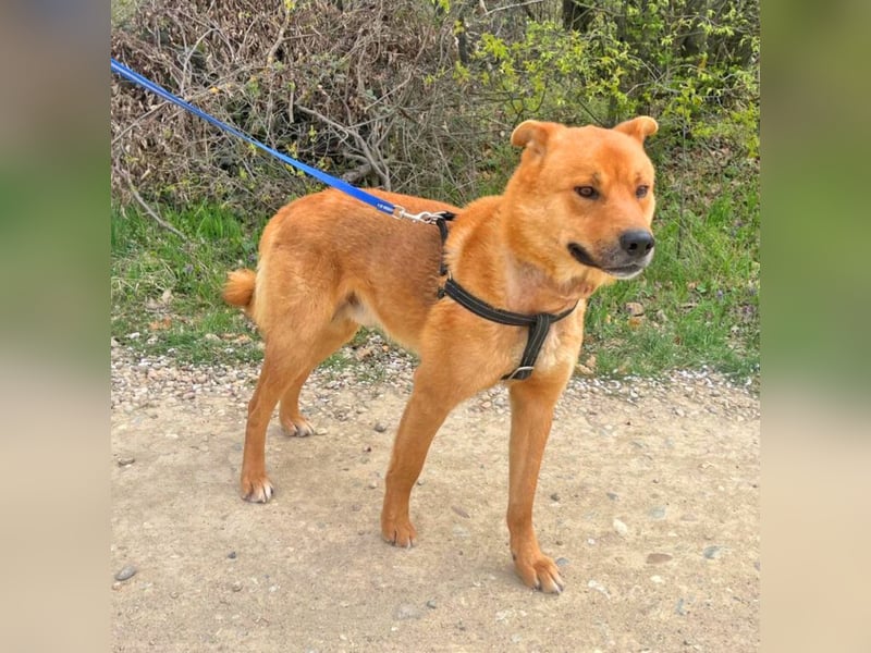 Max 58cm geb. 01/2022 sucht verständnisvolle Menschen