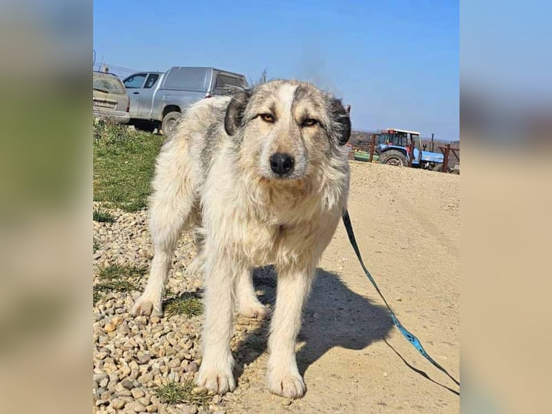 Freya ist bildschön und wartet in 30900 Wedemark auf ein schönes Zuhause