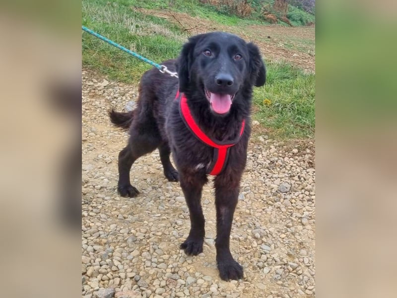 Norbert 57cm geb. 01/2024 retrieverähnlich ist superlieb