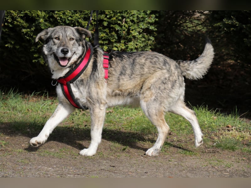 Luna 58 cm geb. 01/2025 wartet in 31535 Neustadt auf liebe Menschen