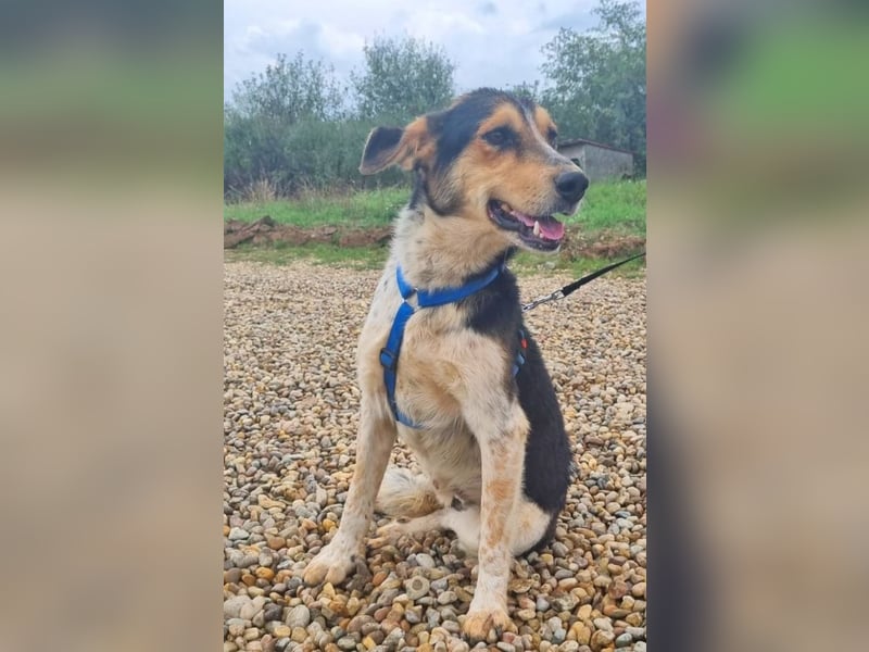 Henner 52 cm geb. 09/2022 wünscht sich eine eigene Familie