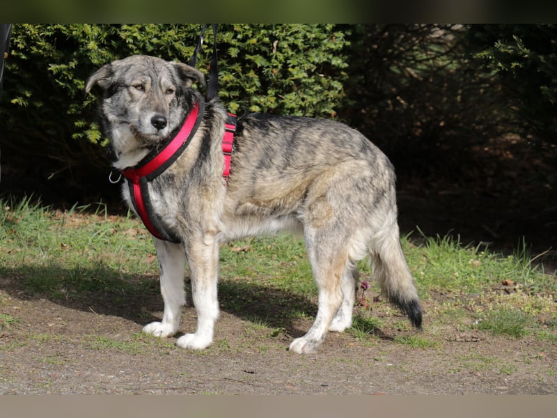 Luna 58 cm geb. 01/2025 wartet in 31535 Neustadt auf liebe Menschen