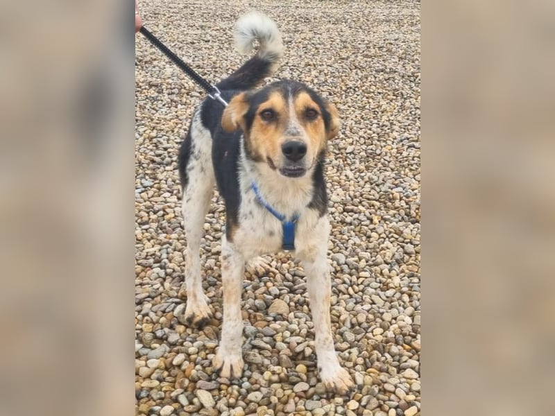 Henner 52 cm geb. 09/2022 wünscht sich eine eigene Familie