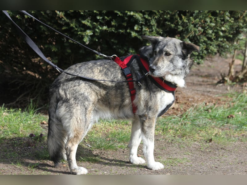 Luna 58 cm geb. 01/2025 wartet in 31535 Neustadt auf liebe Menschen