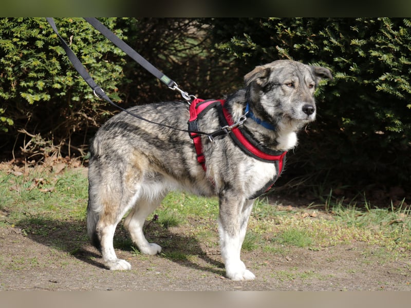 Luna 58 cm geb. 01/2025 wartet in 31535 Neustadt auf liebe Menschen