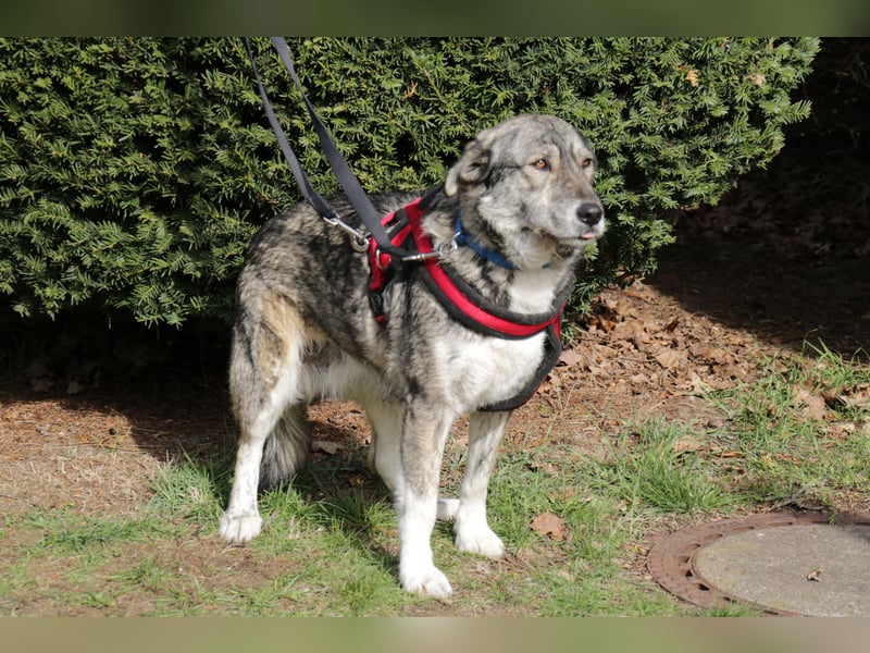 Luna 58 cm geb. 01/2025 wartet in 31535 Neustadt auf liebe Menschen