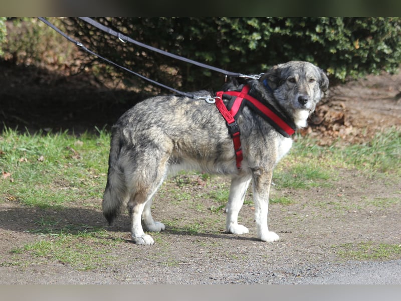 Luna 58 cm geb. 01/2025 wartet in 31535 Neustadt auf liebe Menschen