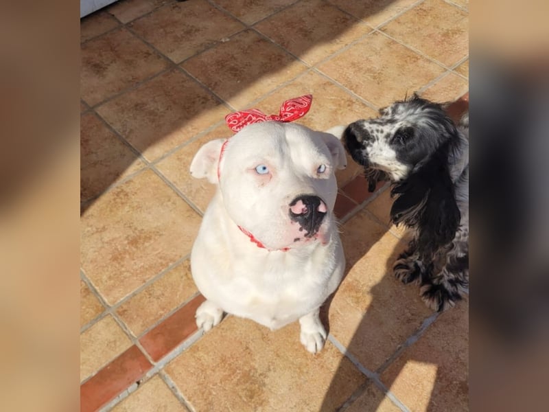 HOPE - perfekt mit Kindern, Katzen und Hunden