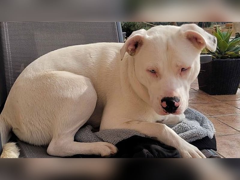 HOPE - perfekt mit Kindern, Katzen und Hunden