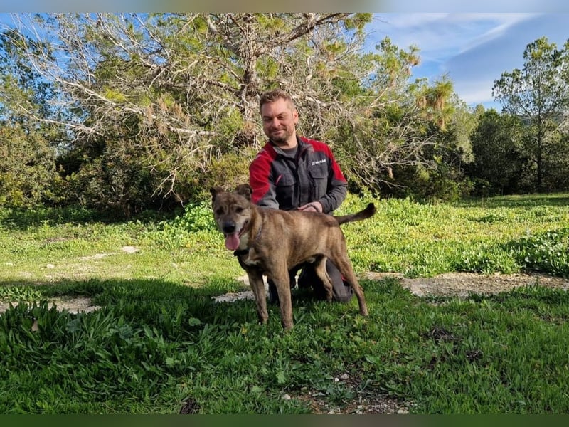 BORI toller Anfängerhund