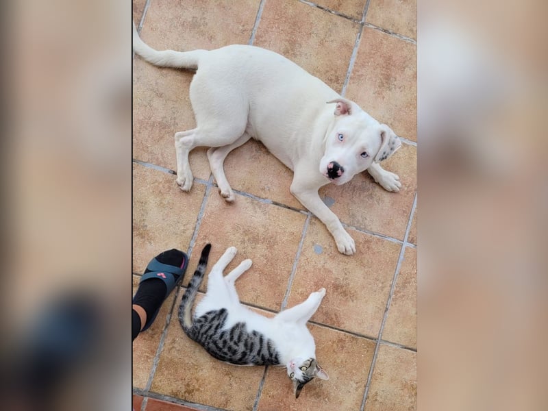 HOPE - perfekt mit Kindern, Katzen und Hunden