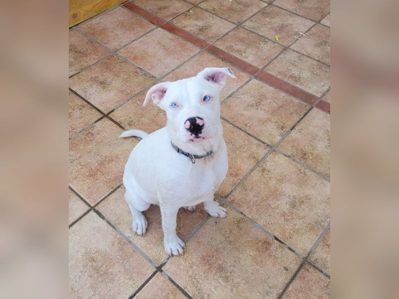 HOPE - perfekt mit Kindern, Katzen und Hunden