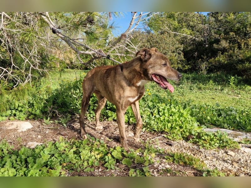 BORI toller Anfängerhund