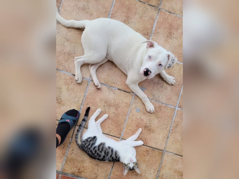 HOPE - perfekt mit Kindern, Katzen und Hunden