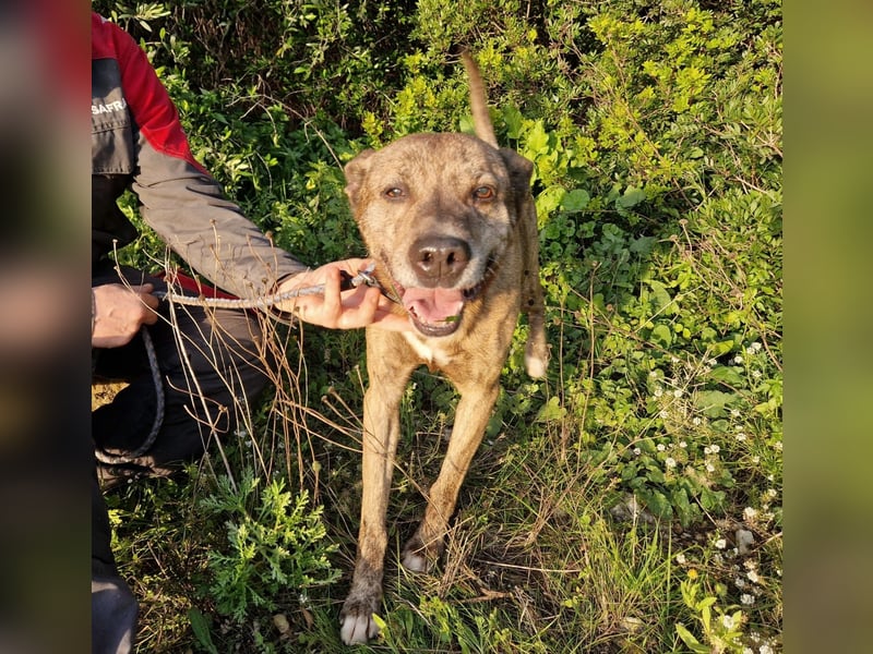 BORI toller Anfängerhund