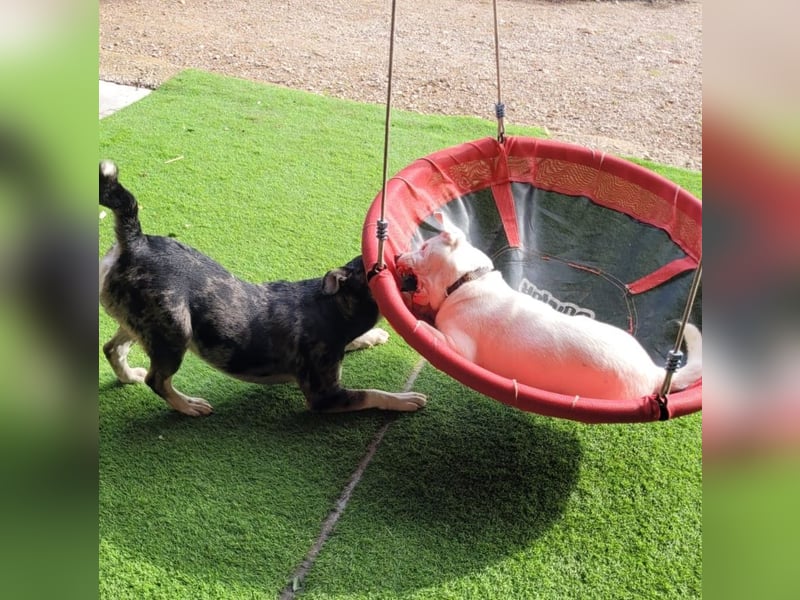 HOPE - perfekt mit Kindern, Katzen und Hunden