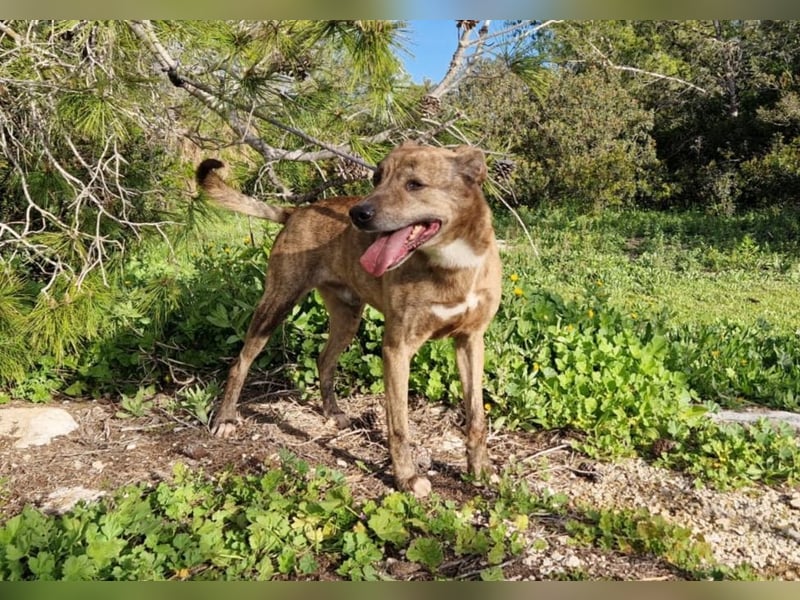 BORI toller Anfängerhund