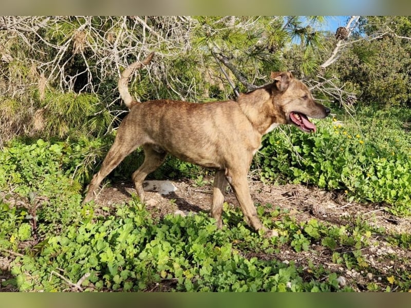 BORI toller Anfängerhund