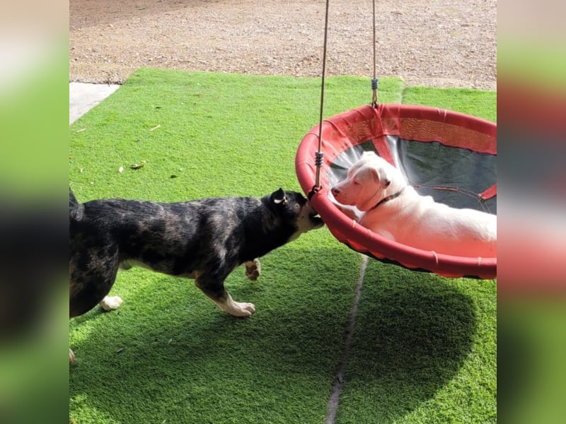 HOPE - perfekt mit Kindern, Katzen und Hunden