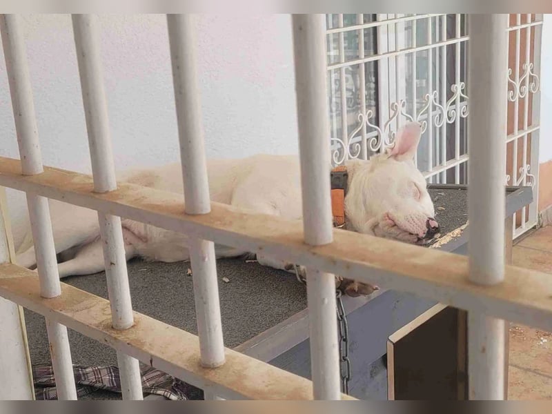 HOPE - perfekt mit Kindern, Katzen und Hunden