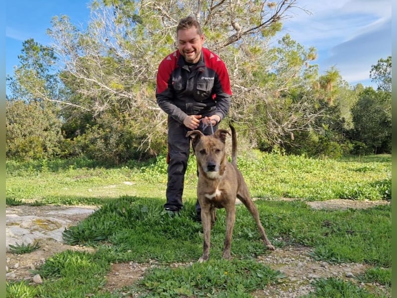 BORI toller Anfängerhund