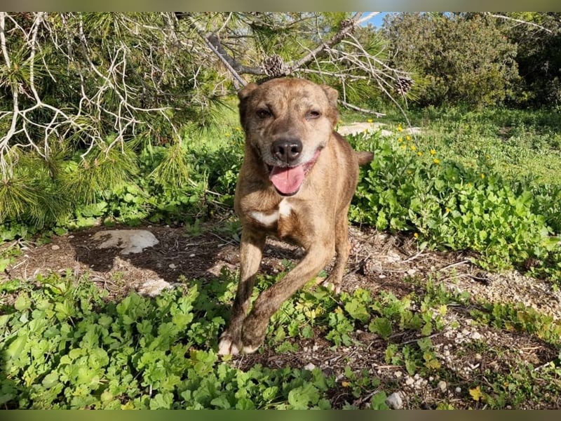 BORI toller Anfängerhund