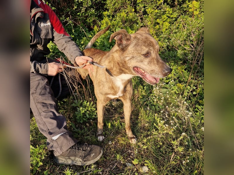 BORI toller Anfängerhund