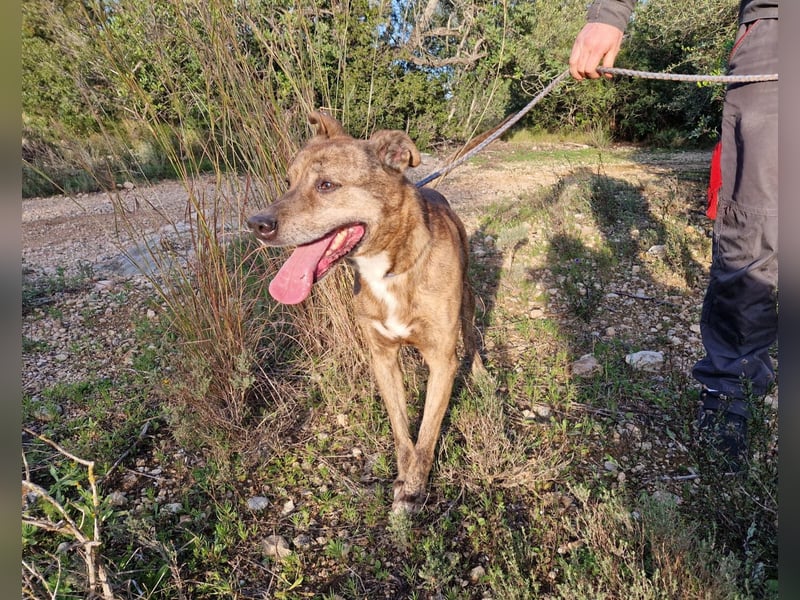 BORI toller Anfängerhund