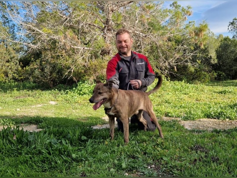 BORI toller Anfängerhund