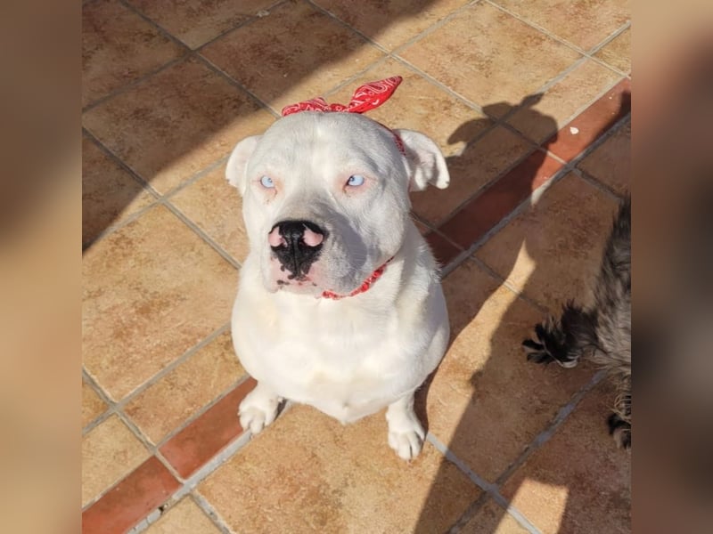 HOPE - perfekt mit Kindern, Katzen und Hunden